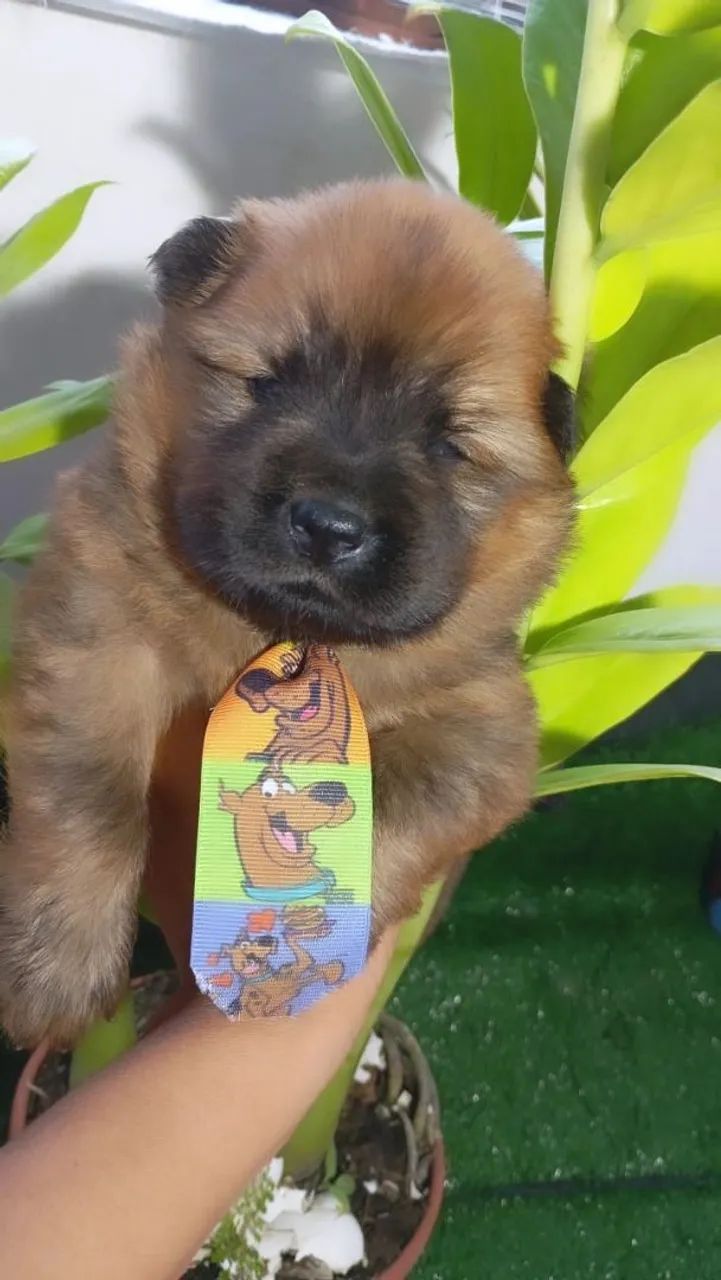 Chowchow macho - Foto 5
