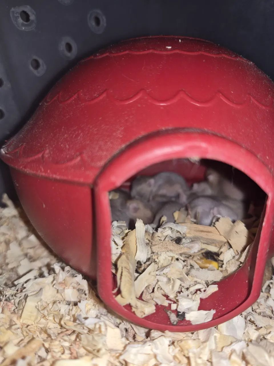 Hamster anão russo  - Foto 3