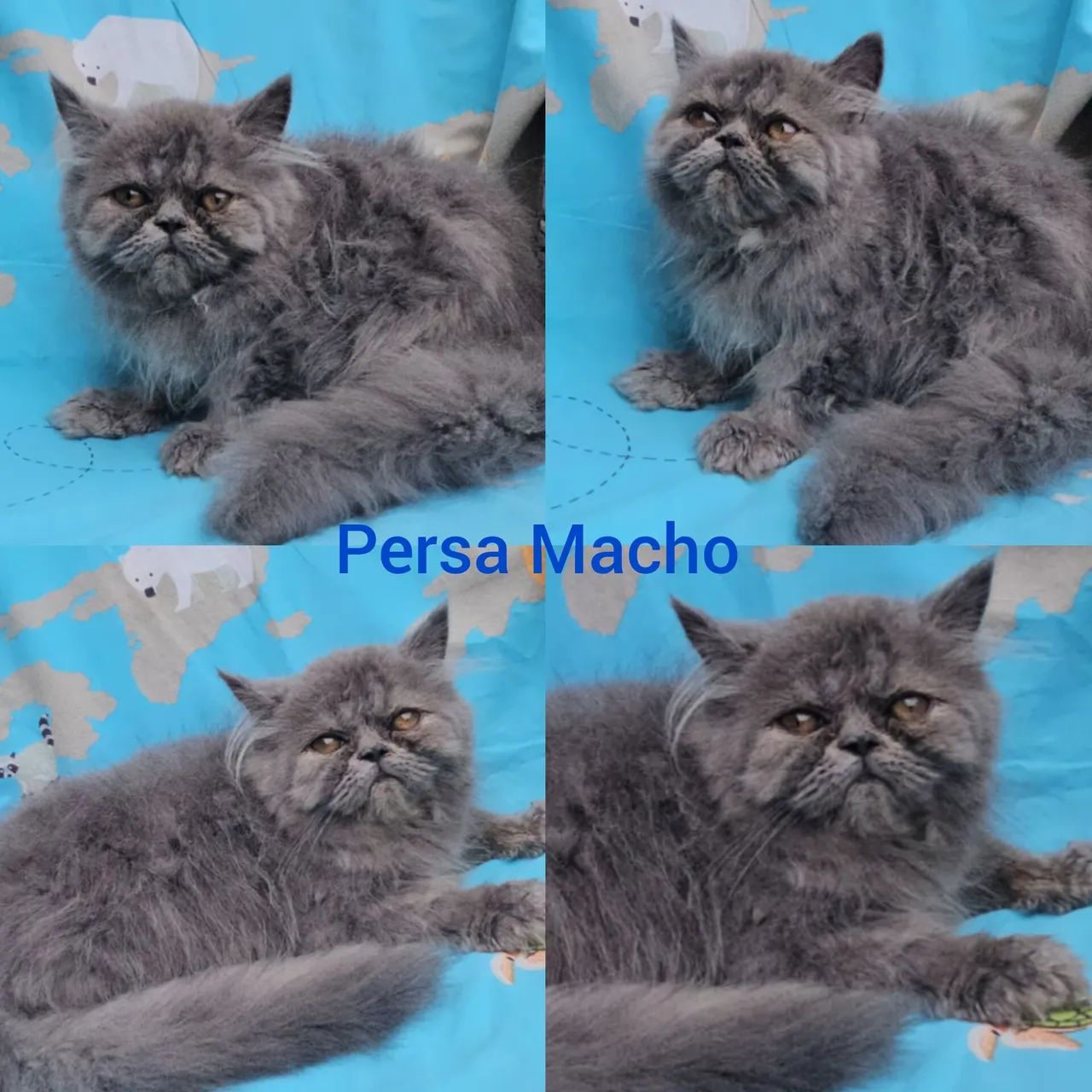 Persas, Exóticos e Himalaios Filhotes - Gatil BSB Cat  - Foto 4