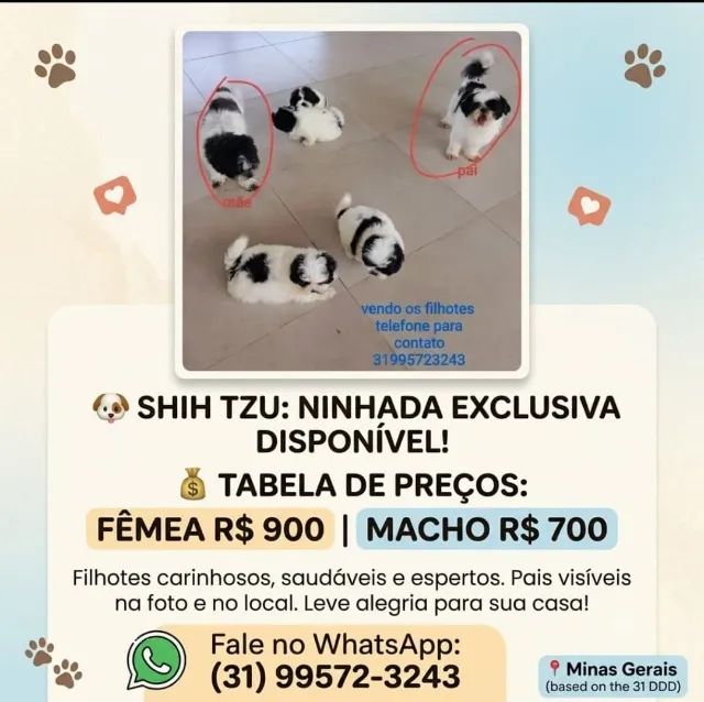 Cachorro shih Tzu 
