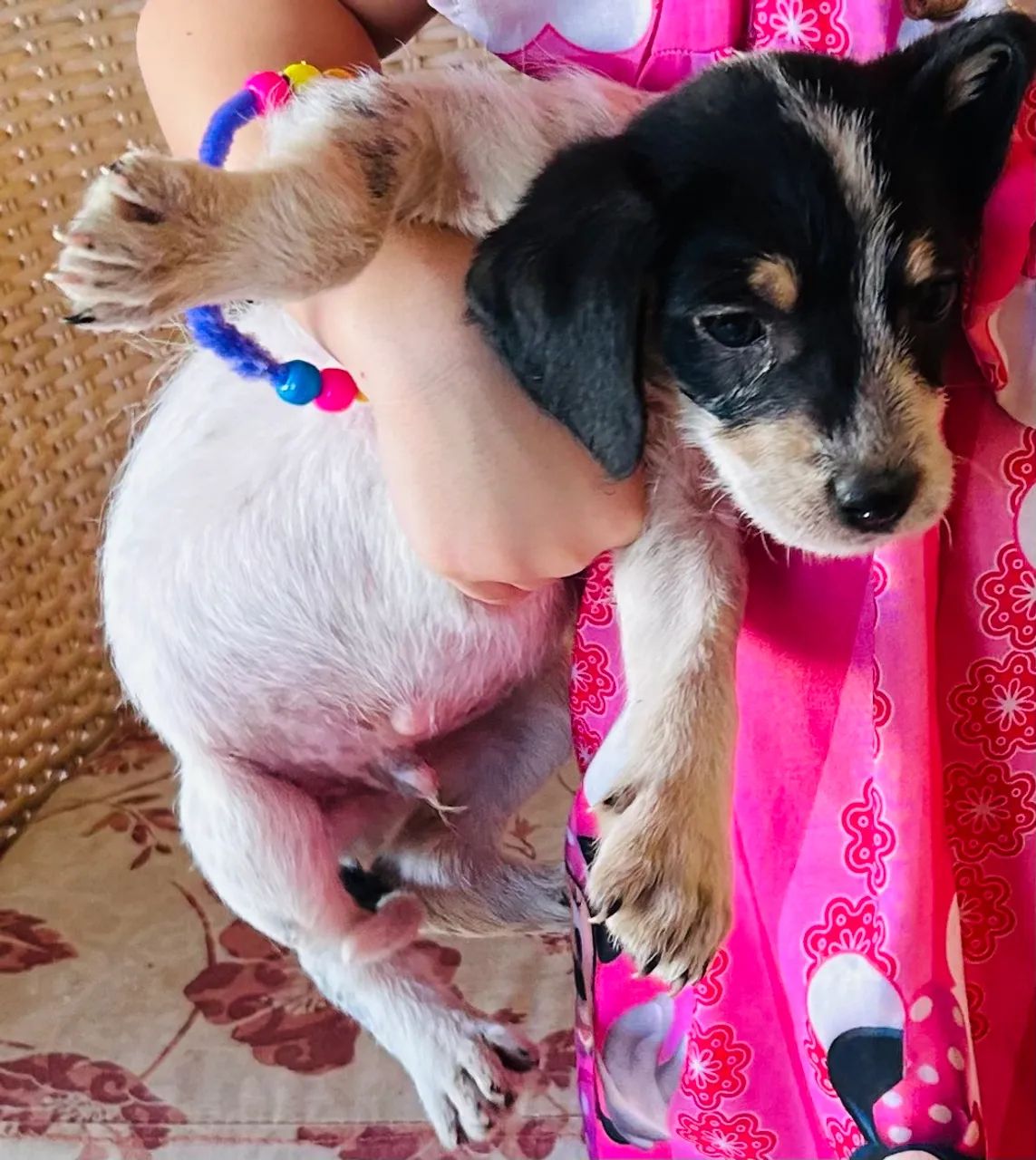ADOÇÃO COM AMOR!  - Foto 4