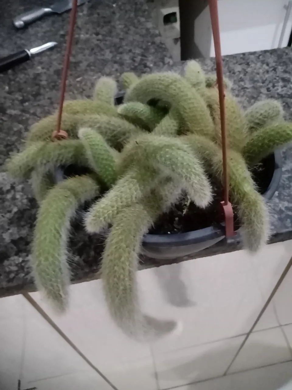 Planta rabo de macaco 