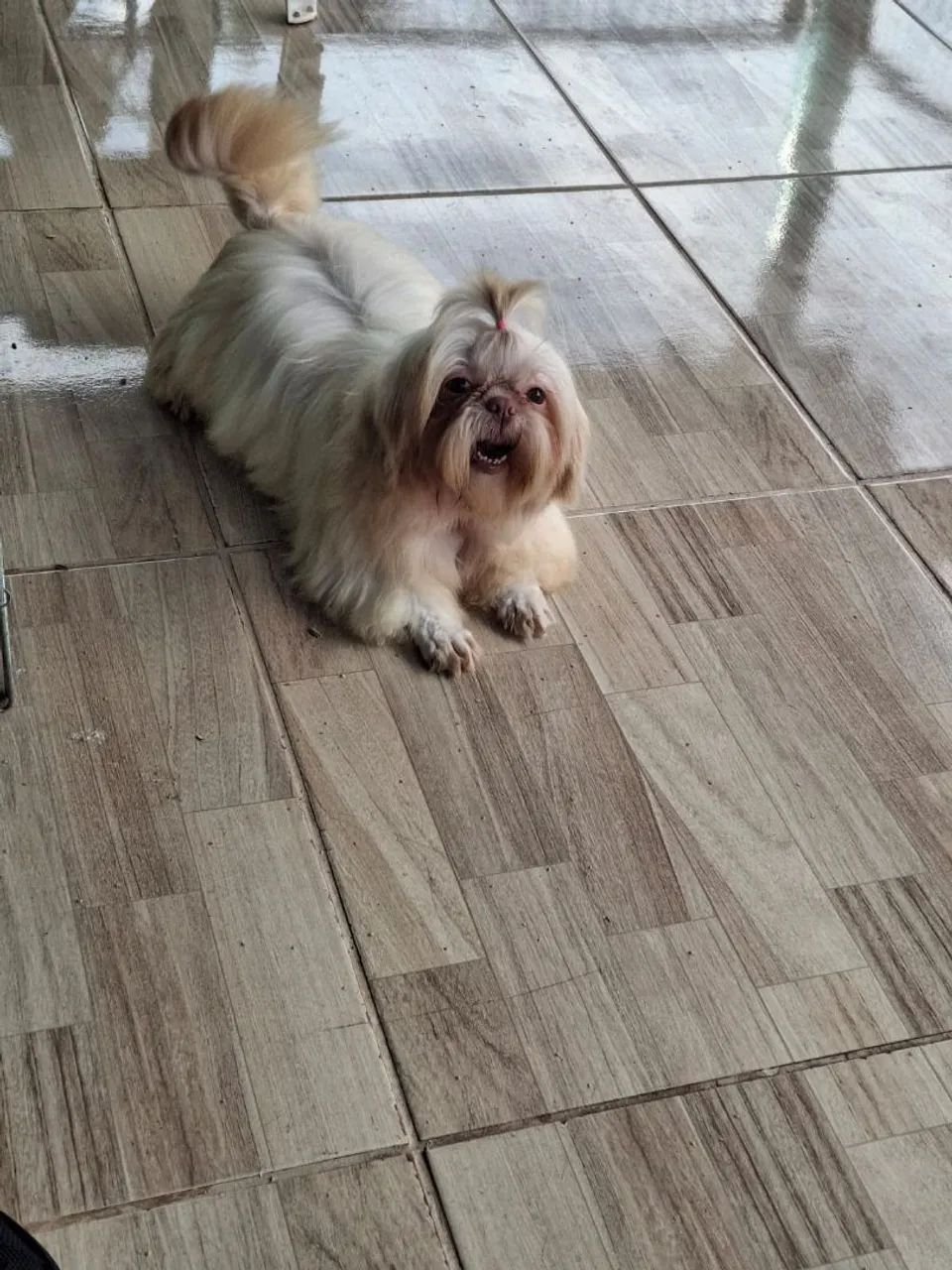 Shih tzu  - Foto 3
