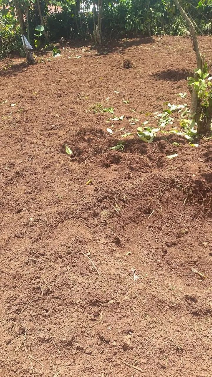 Roço lote - Foto 3