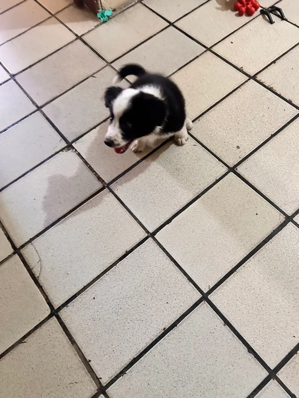 Border Collie (VENDA) - Foto 2