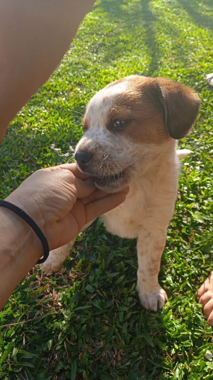 Doa-se filhote de cachorro - Foto 4