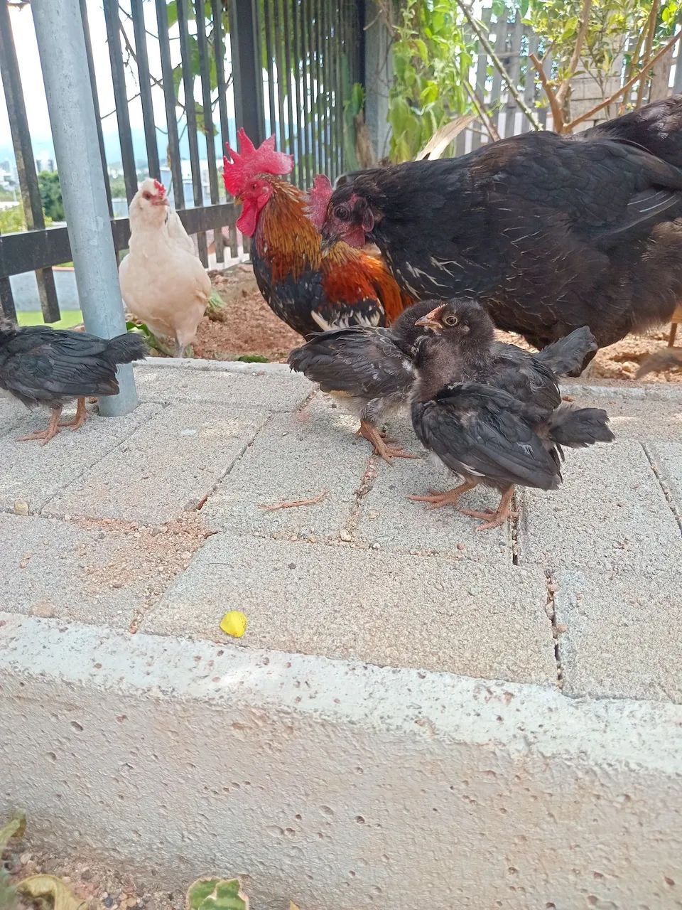 Galinhas Garnizé  - Foto 5