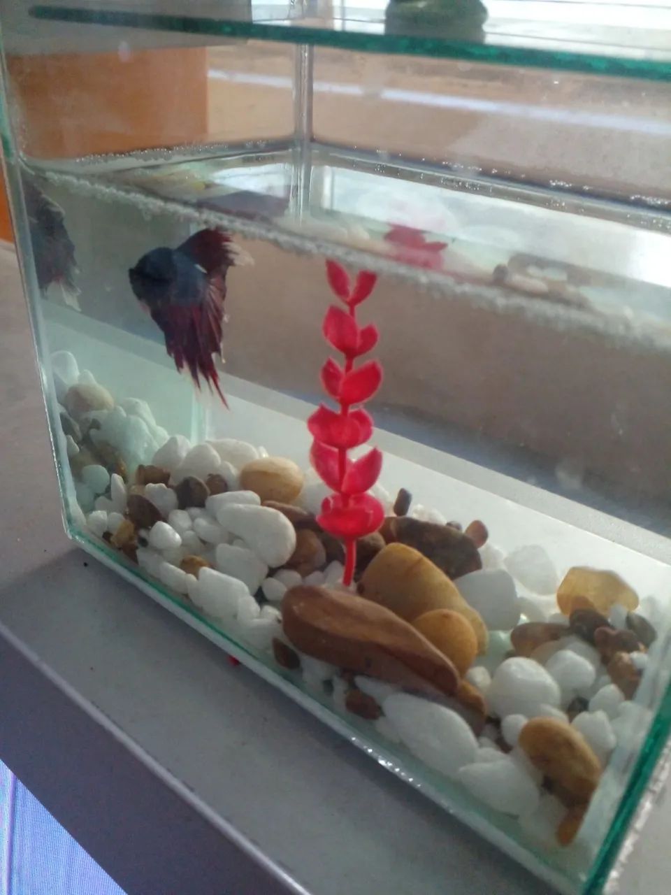 Peixe betta  - Foto 2