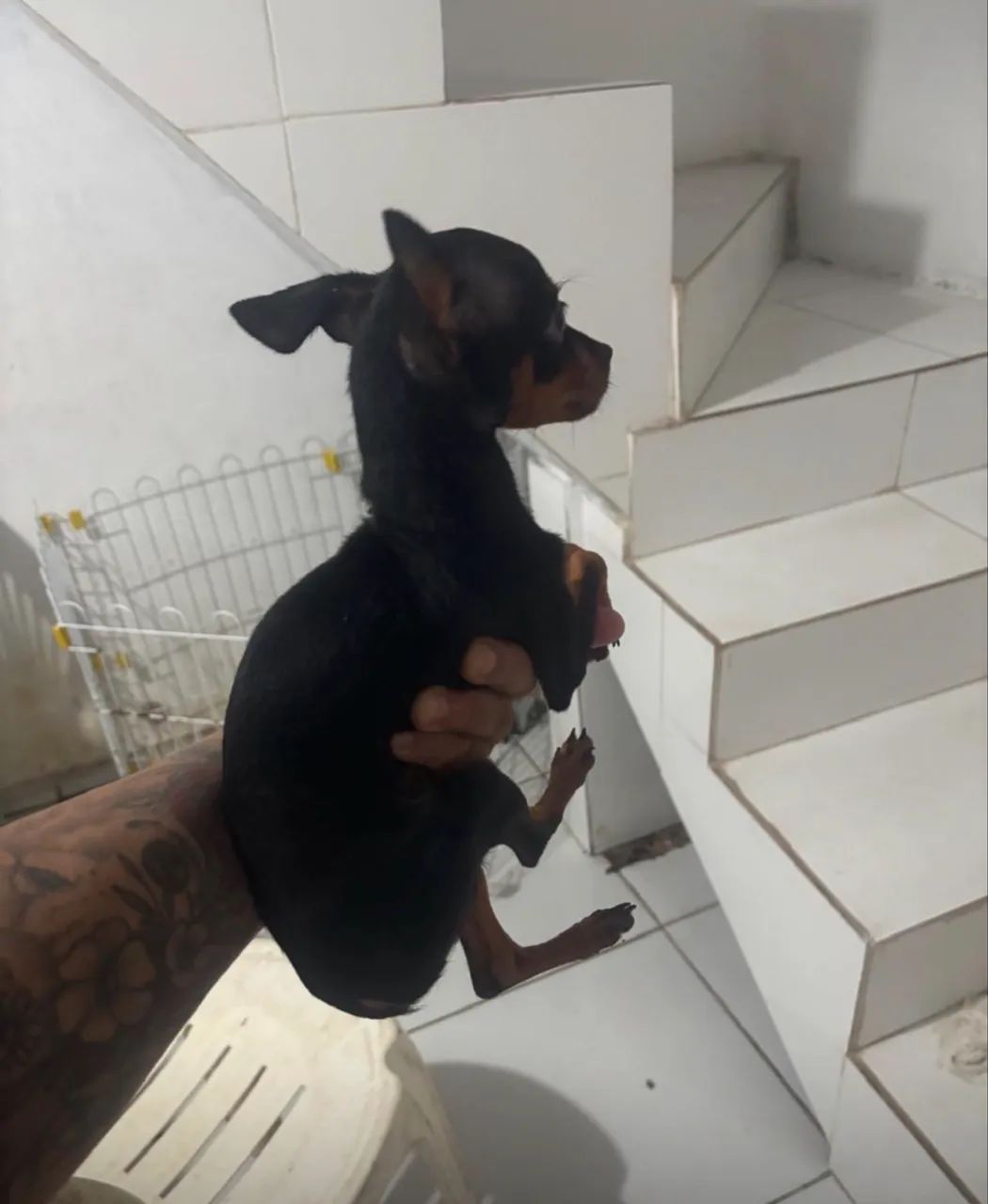 Pinscher zero - Foto 4