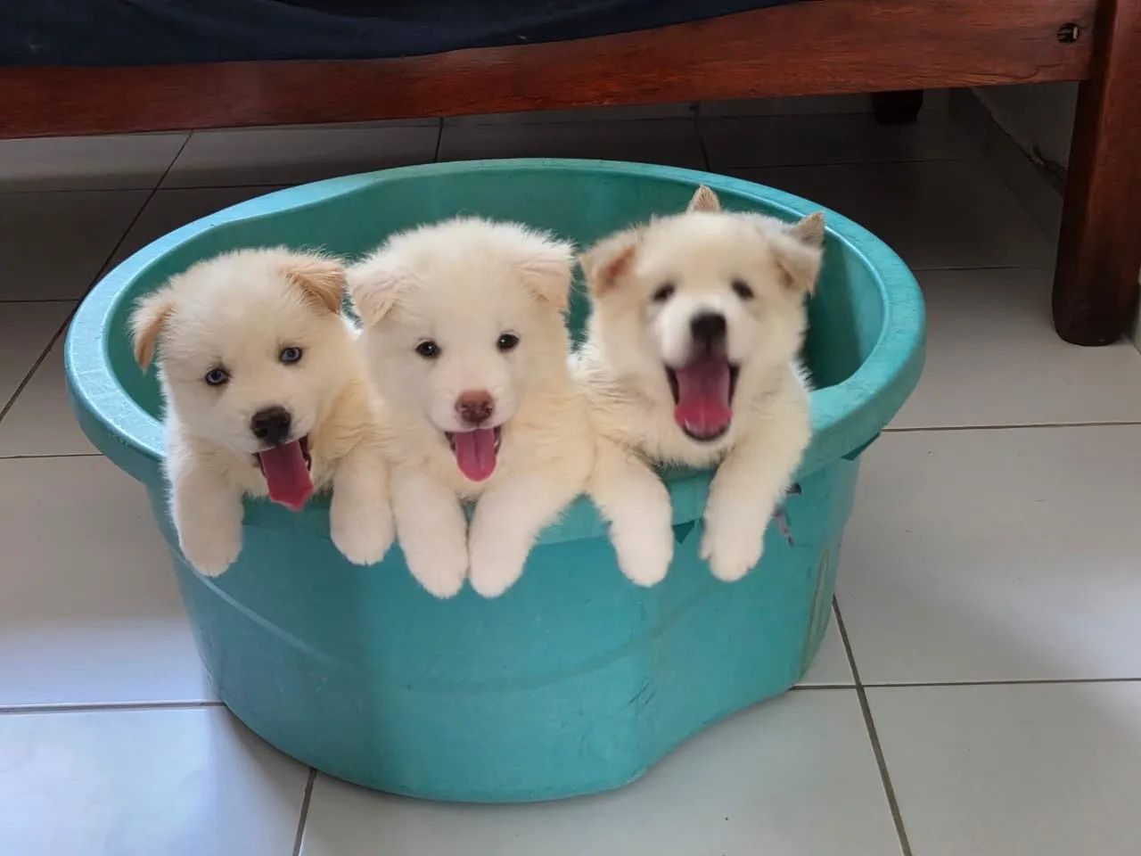 Husky - Foto 3