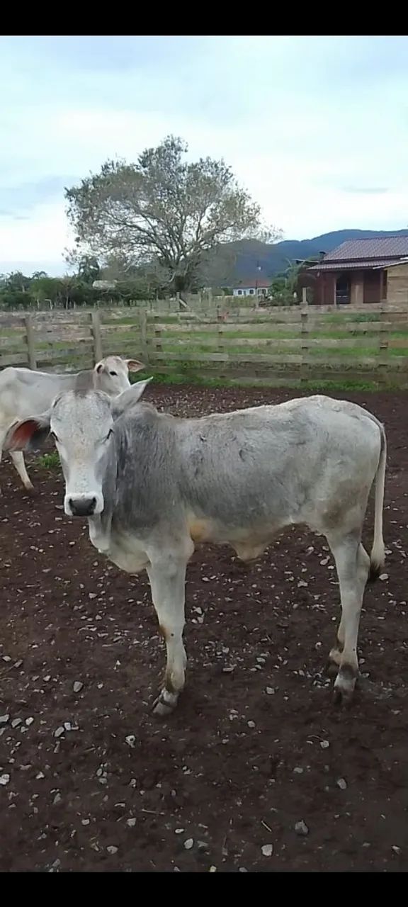 Gado a venda - Foto 4
