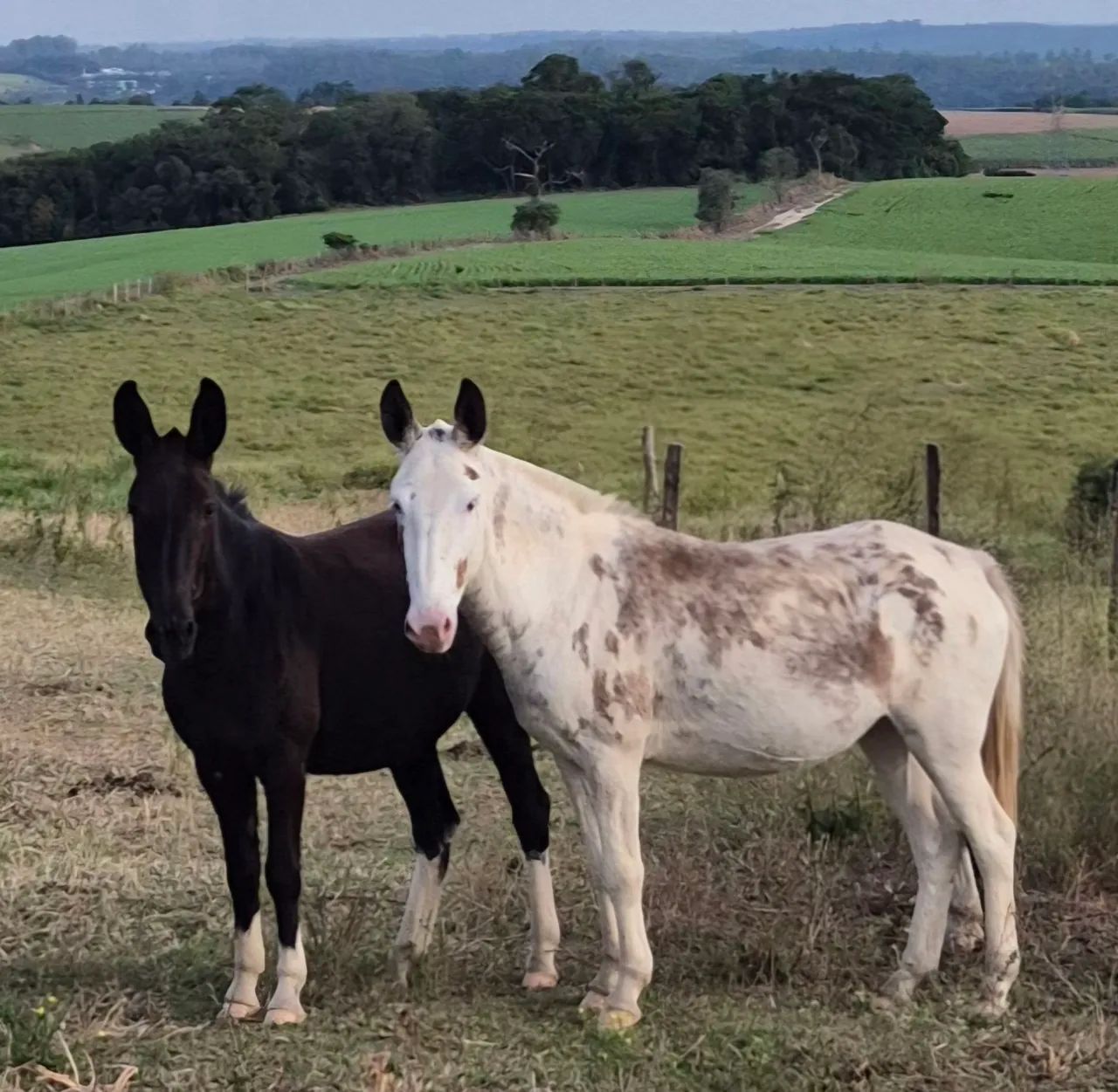 Muares burro mula - Foto 4