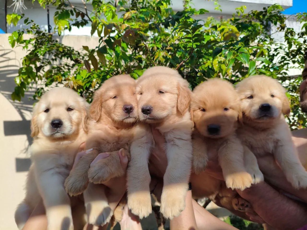 Golden Retriever  - Foto 5
