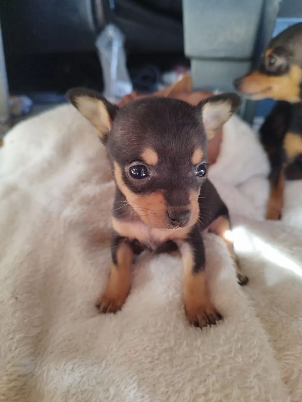 Pinscher Zero 