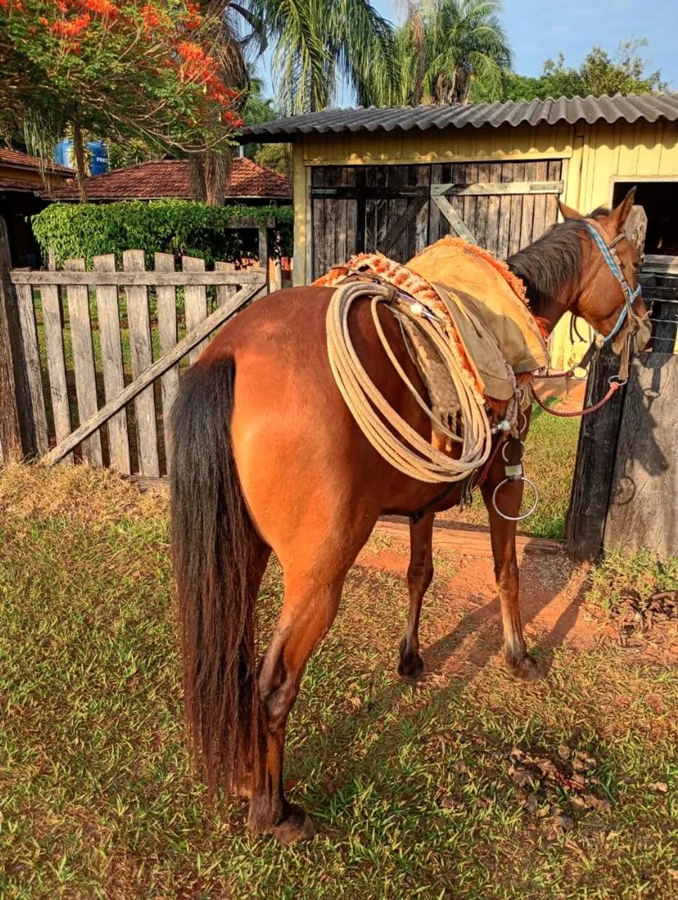 Égua  - Foto 2