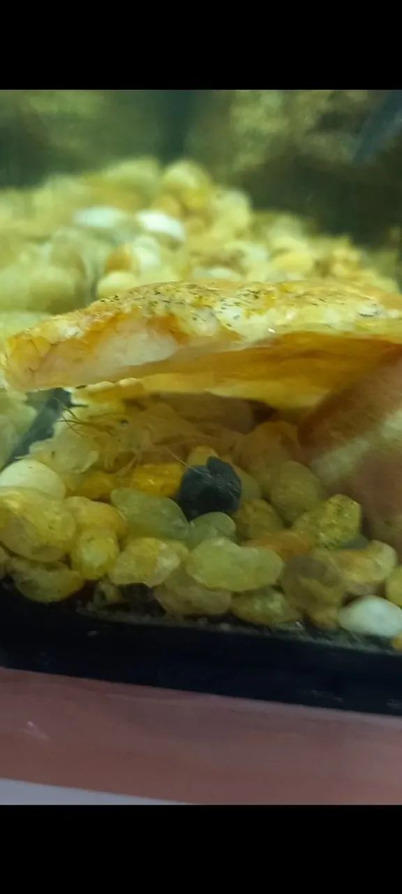 Aquário 64 litros - Foto 4