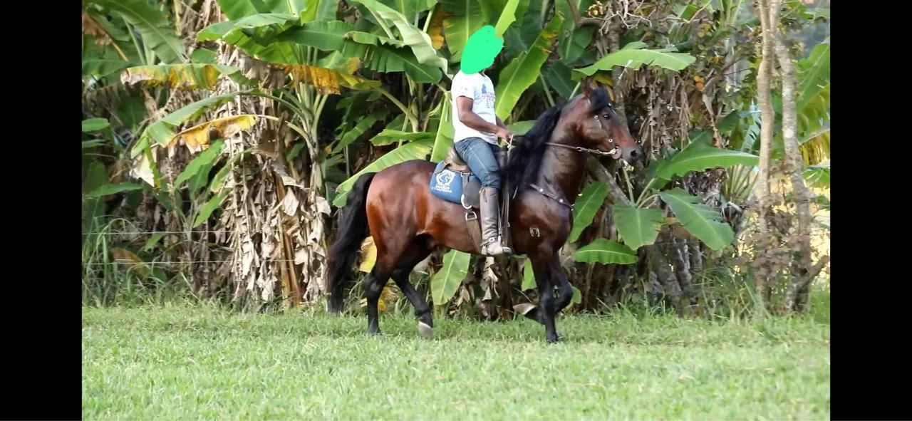 Cobertura Mangalarga Marchador Premiado ? - Foto 3