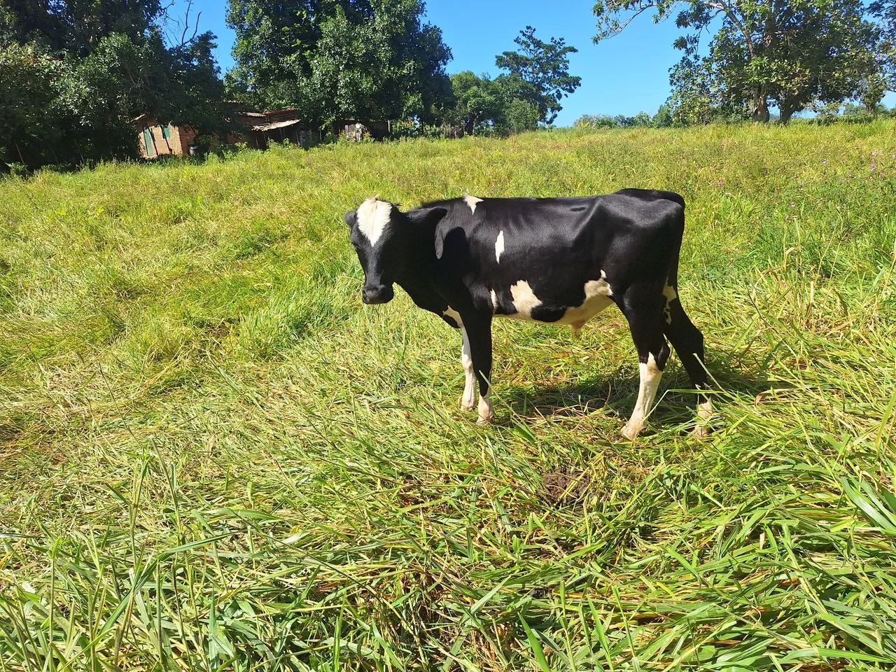Bezerro  - Foto 2