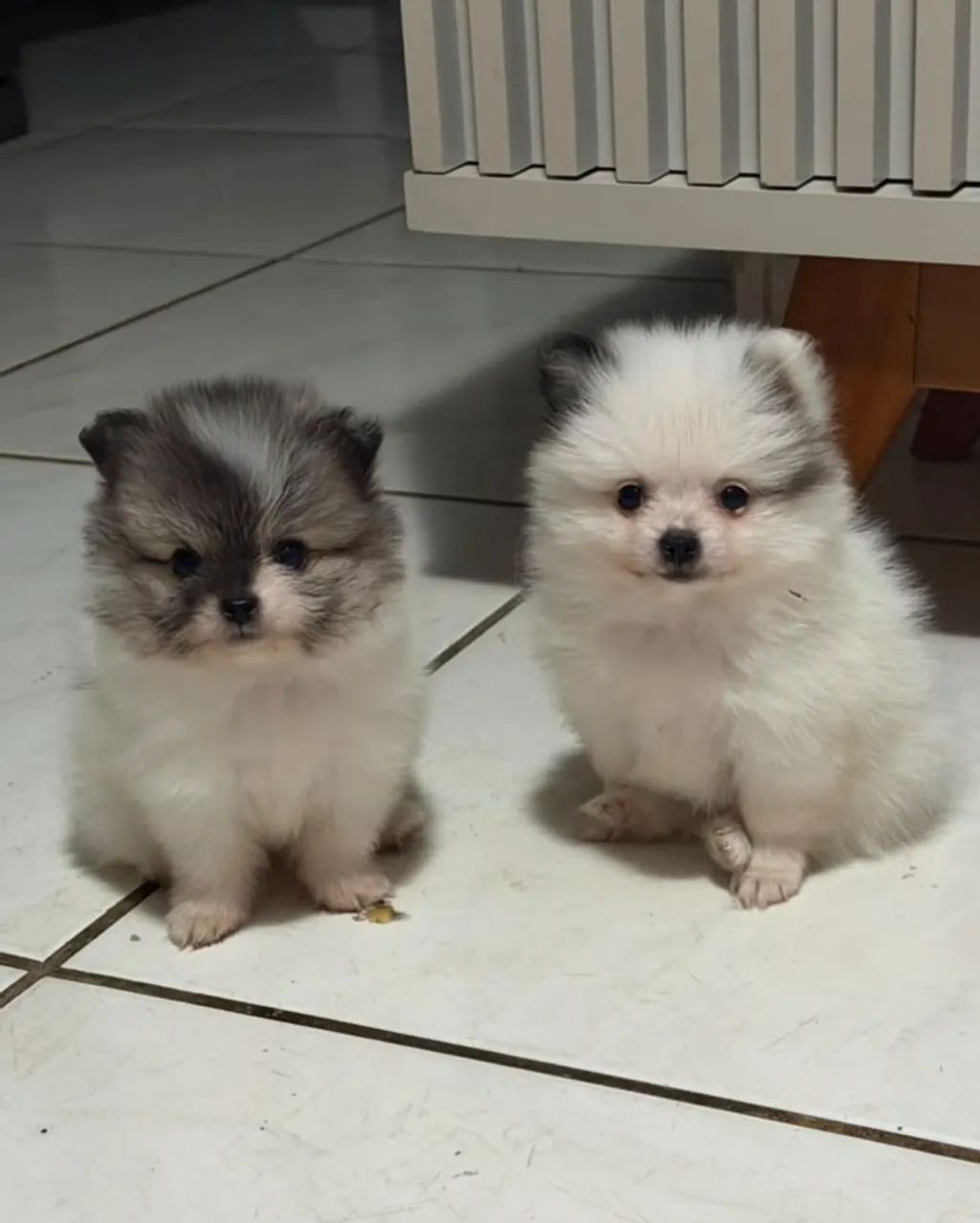 Fêmea de Lulu da pomerania  - Foto 4