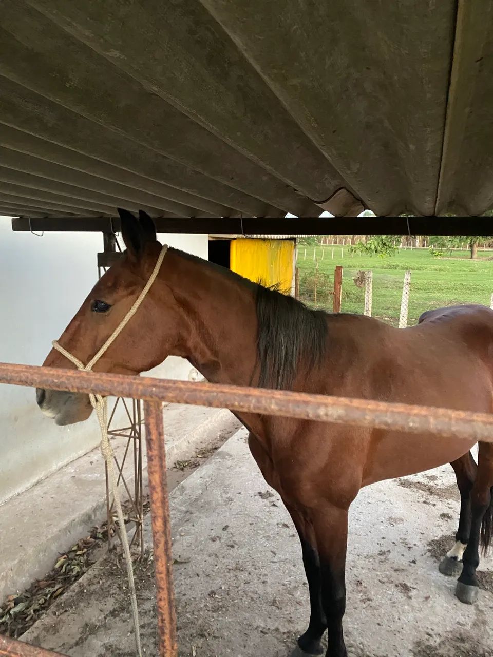 Cavalo a venda  - Foto 3