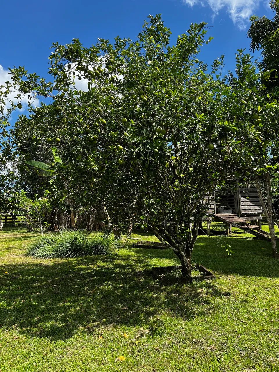 Fazenda à venda  - Foto 3
