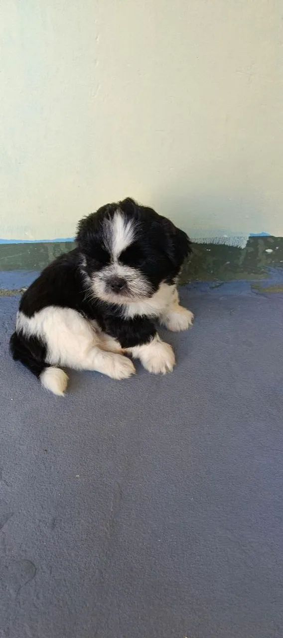 Shi-tzu - Foto 4