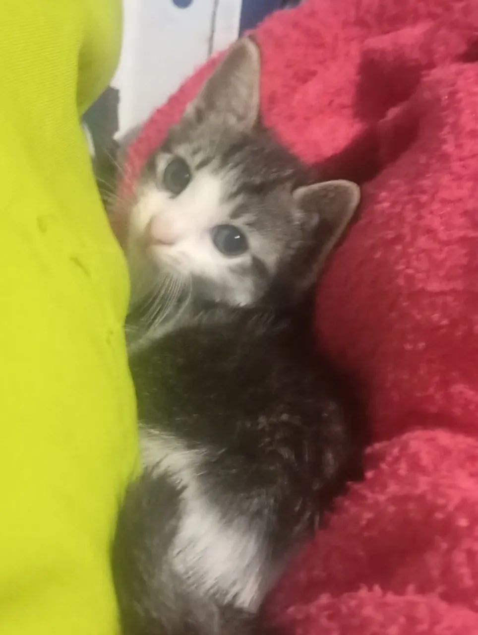 Gato macho para adoção  - Foto 2