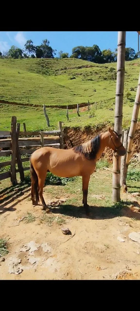 Potro baio diferenciado  - Foto 6