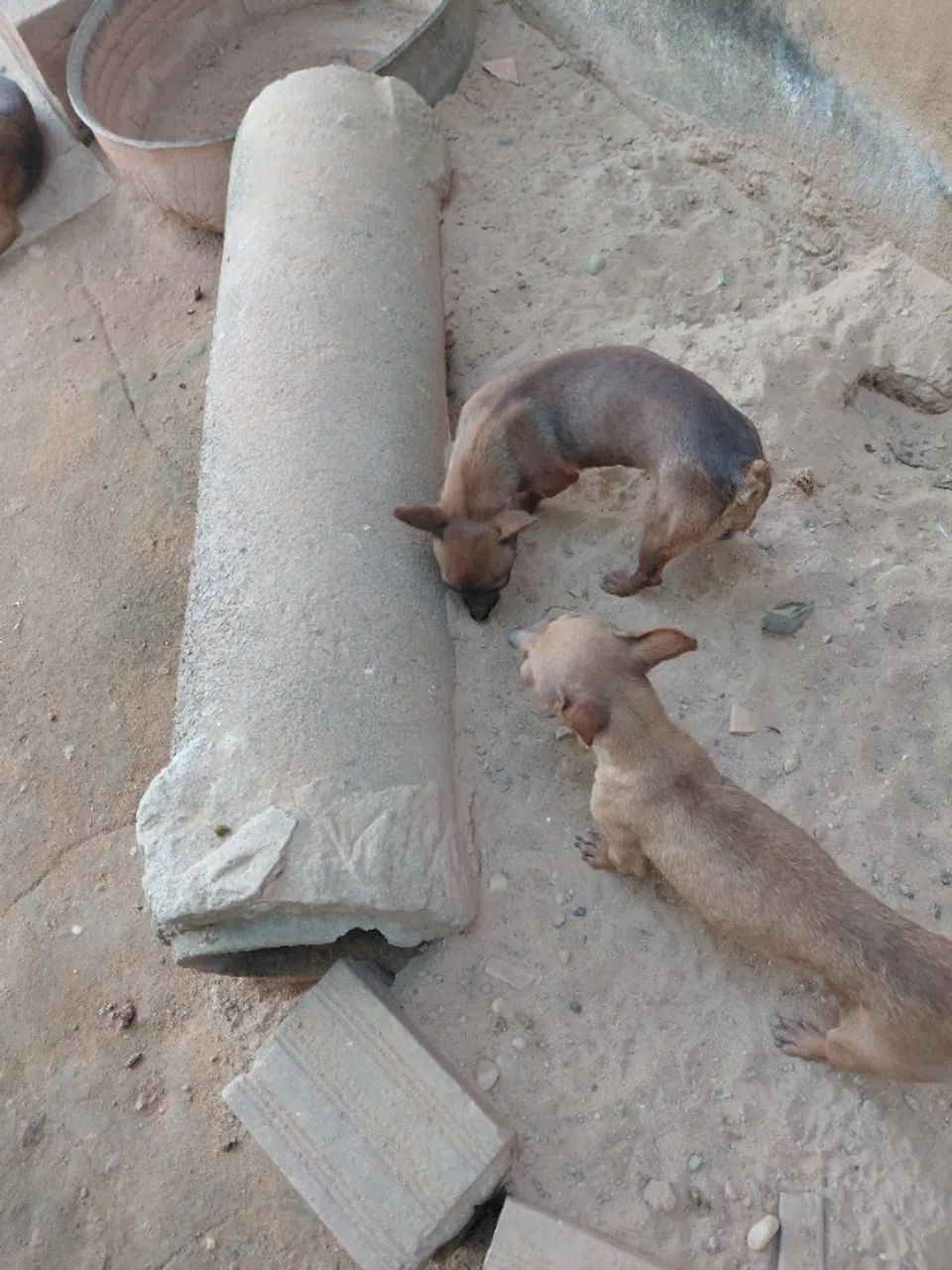 Pinscher  fêmea  - Foto 2