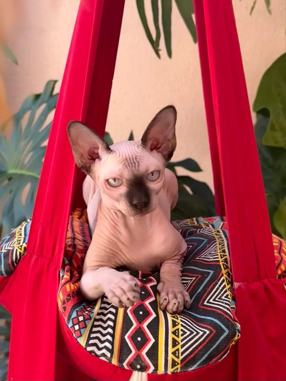 Filhotes Sphynx Fêmeas  - Foto 2