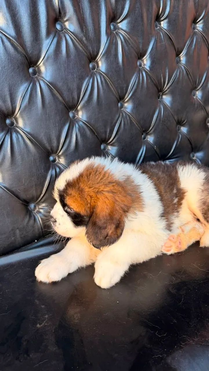 Comércio  de cachorro - Foto 2