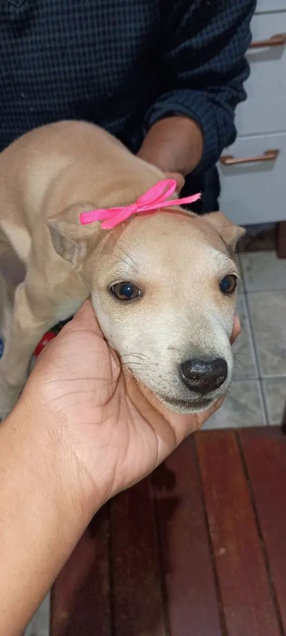 Cachorra 