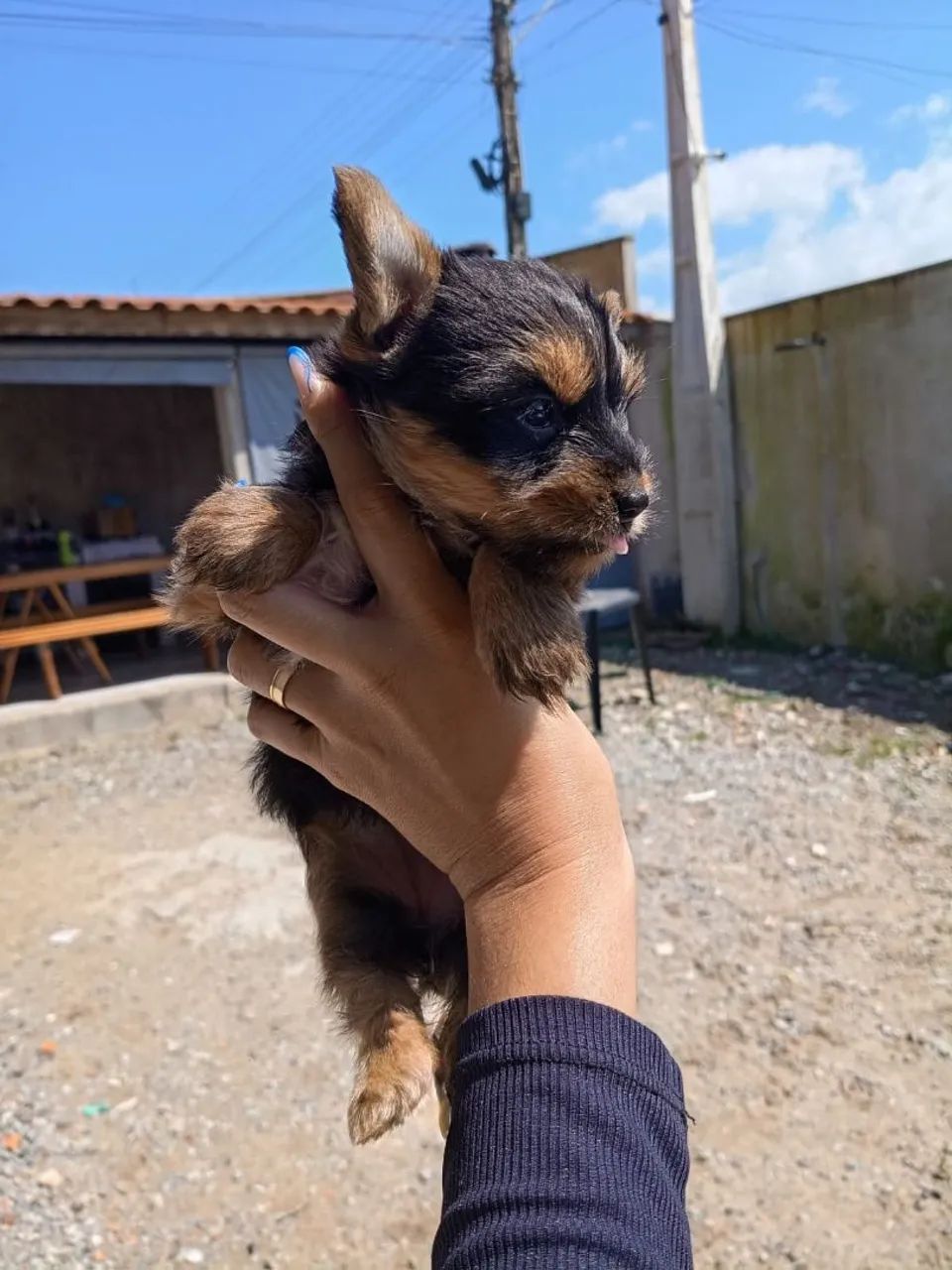 Yorkshire Terrier  - Foto 2