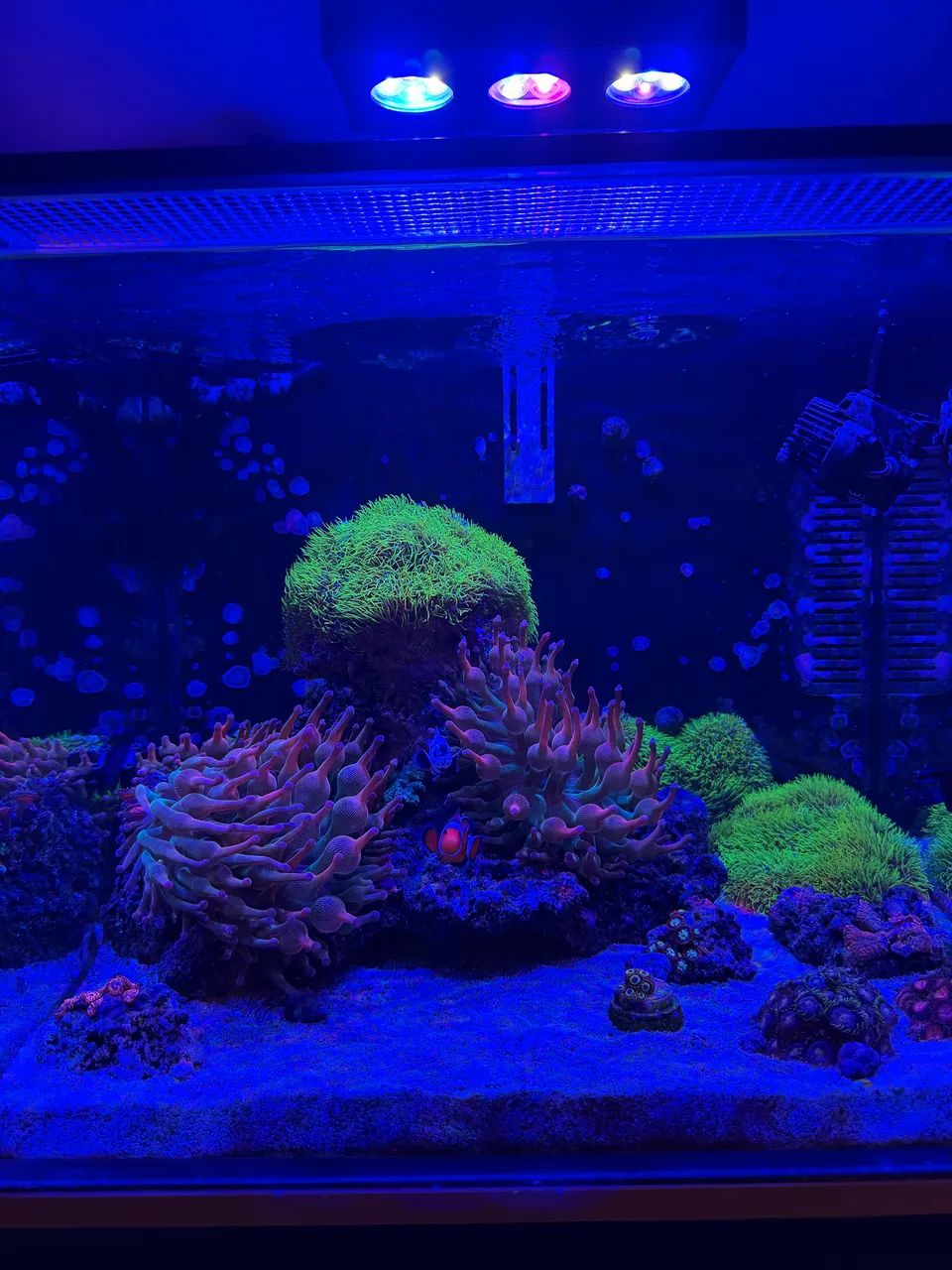 Oportunidade Aquario Marinho Completo