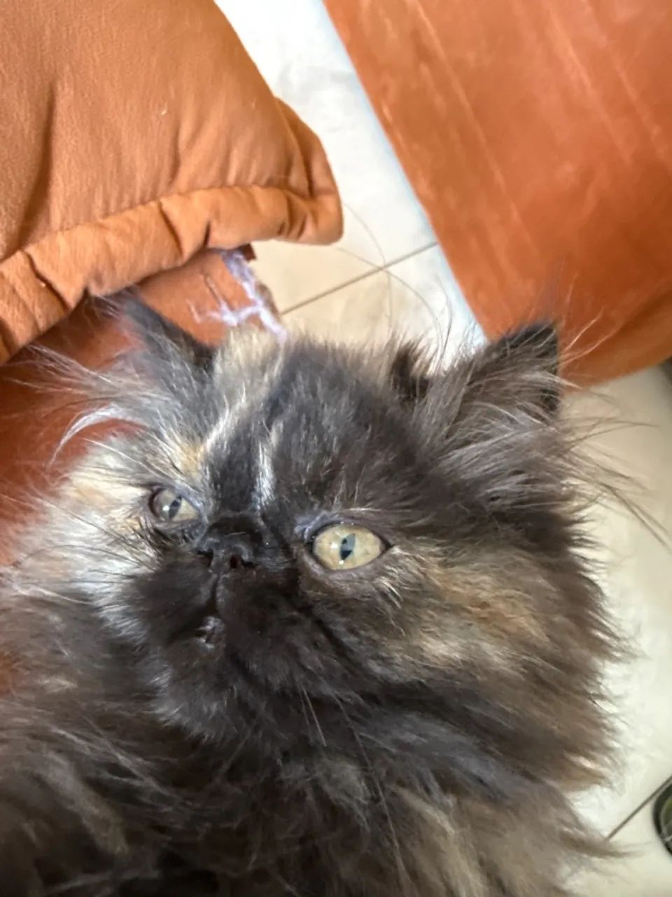 Gatinho Persa - Foto 4