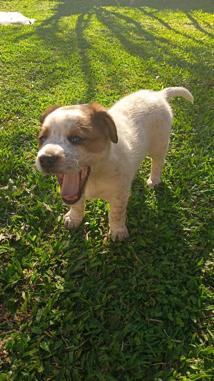 Doa-se filhote de cachorro - Foto 5