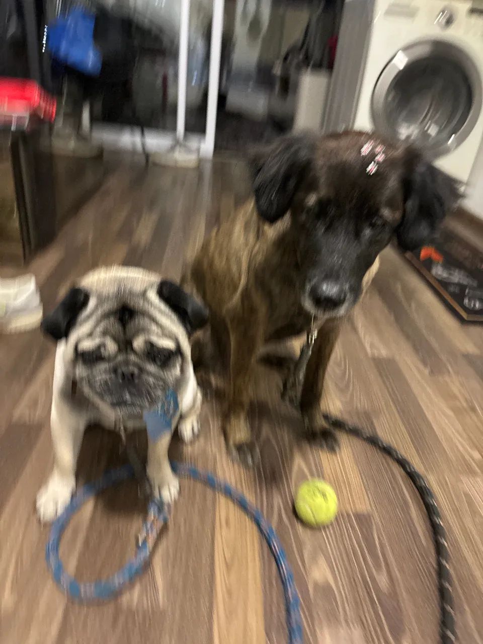 Cachorros pra adocao - Foto 3