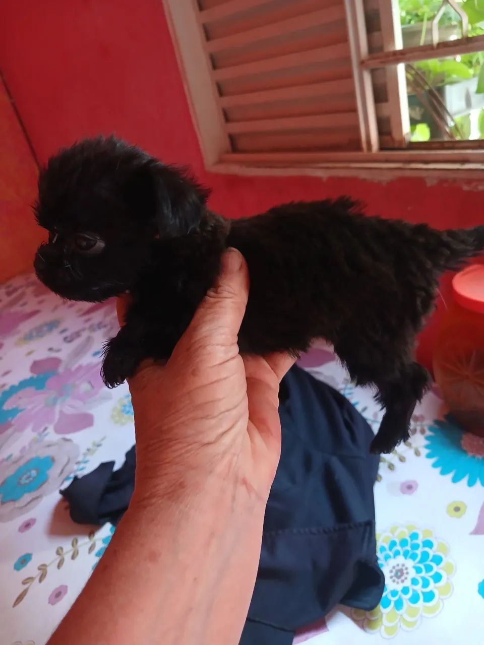 02 Cachorros machos para doação  - Foto 2