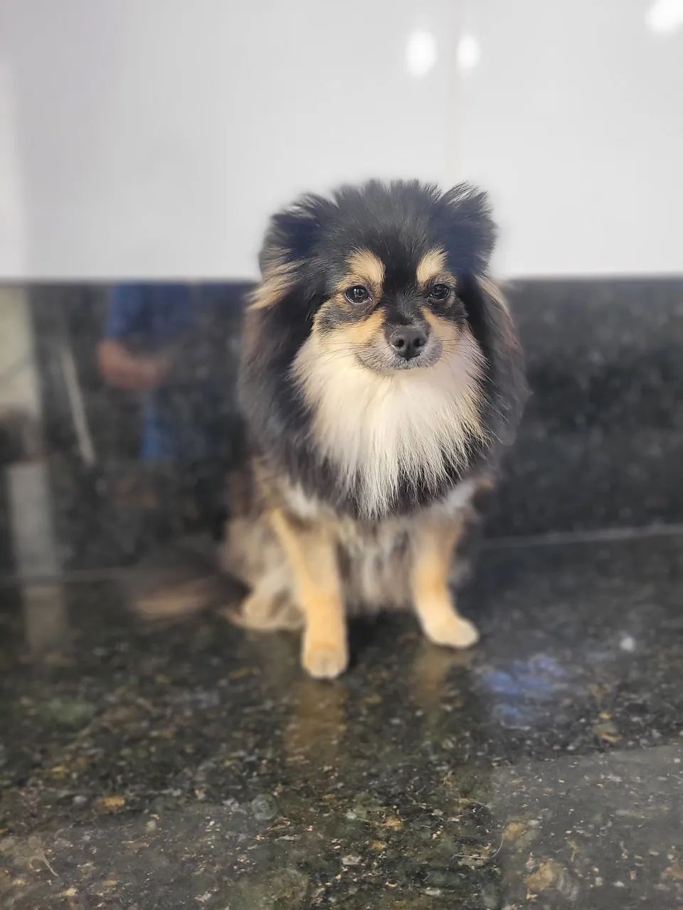 Spitz alemão Anão  - Foto 2