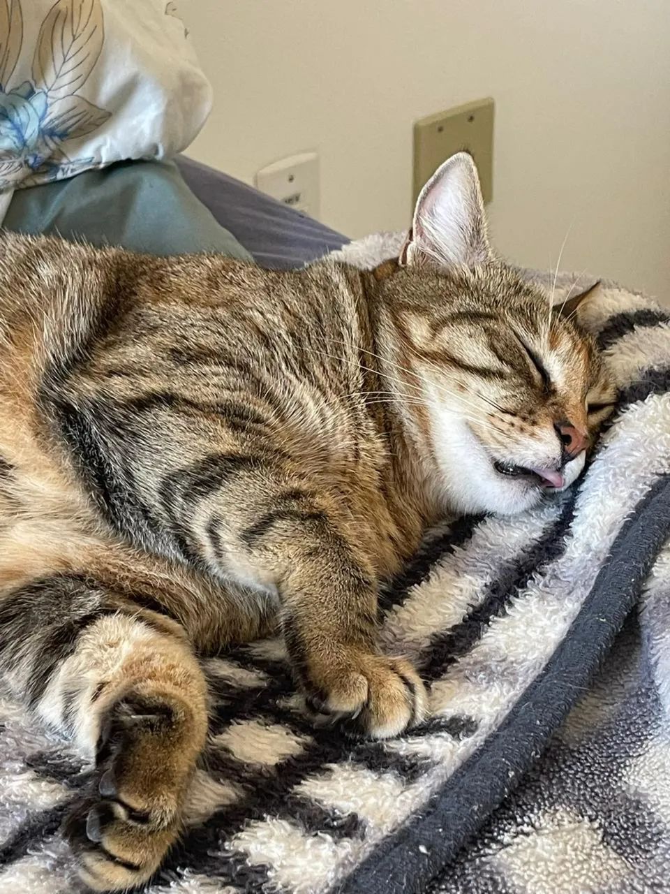 Doa-se gatas fêmeas castradas - Foto 5