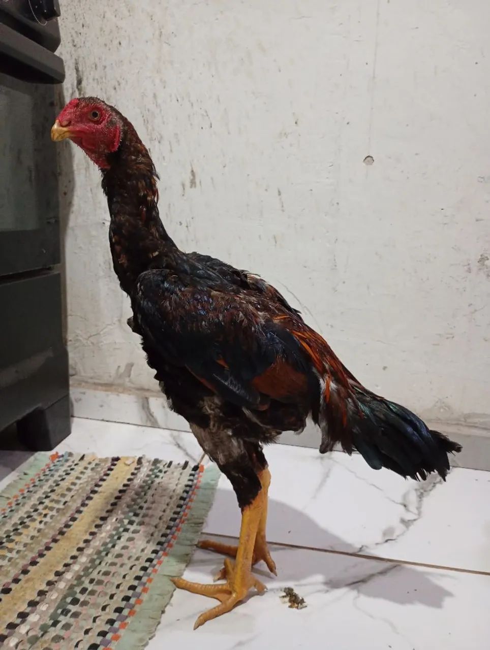 Frango indiano 