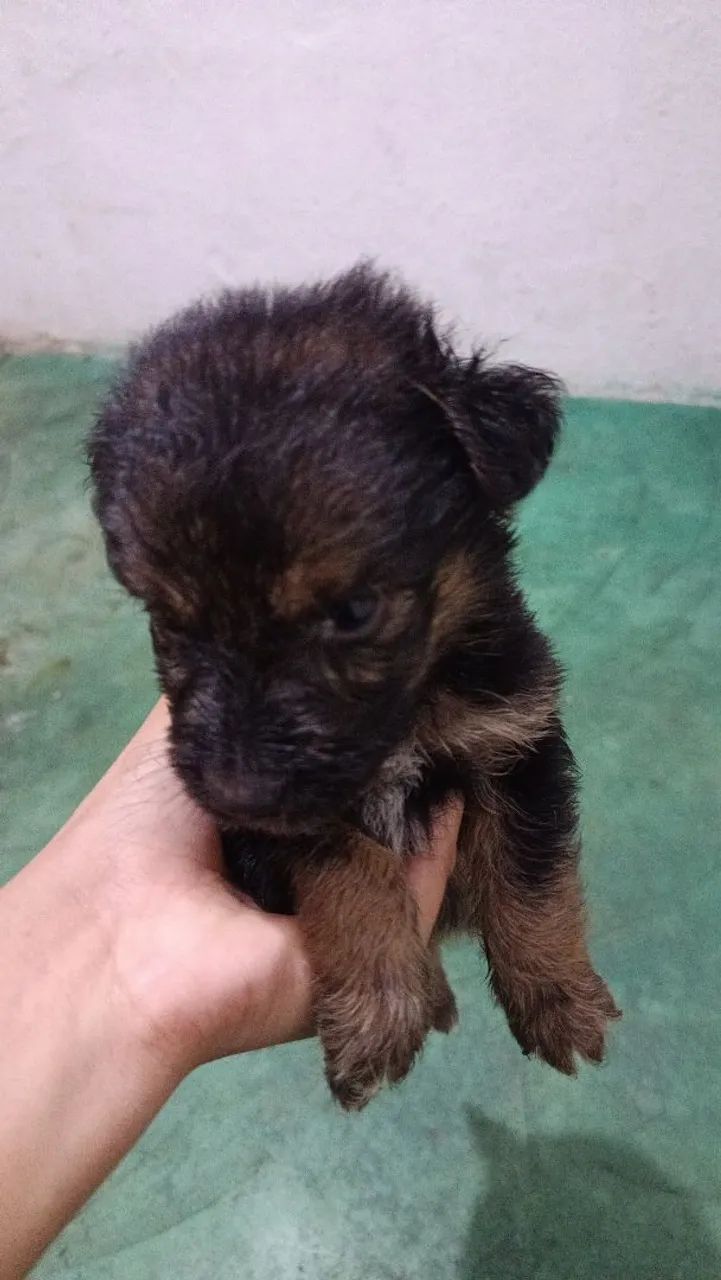 Doação de cachorros  - Foto 2