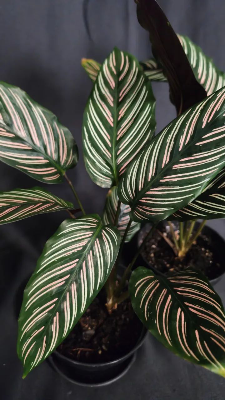 Maranta Riscada - Foto 2