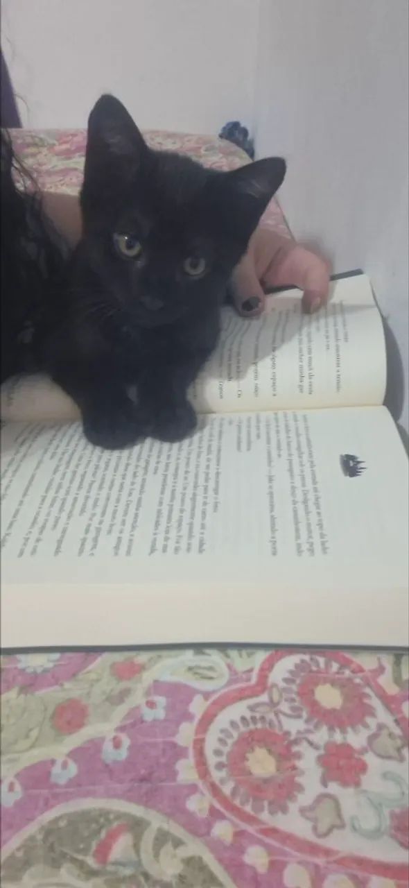 Gatinhos  - Foto 4