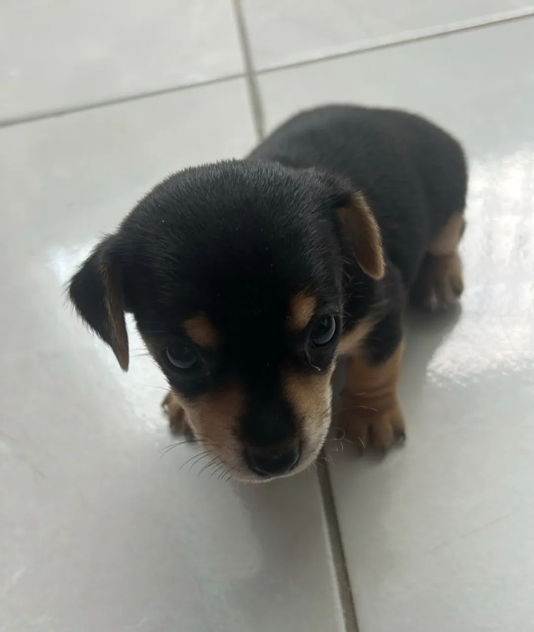 CACHORRO