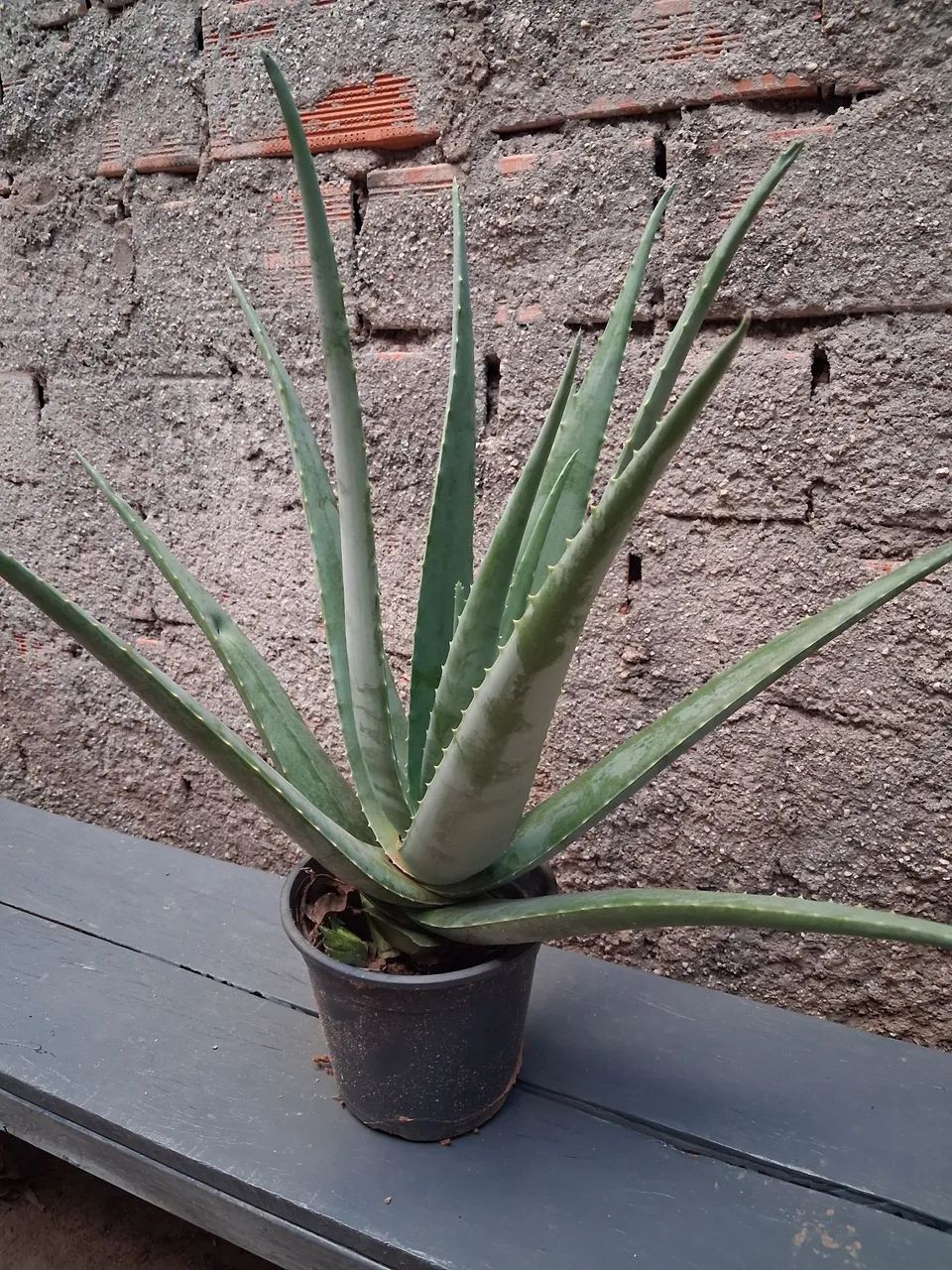 Vendo muda de babosa alô evera - Foto 2