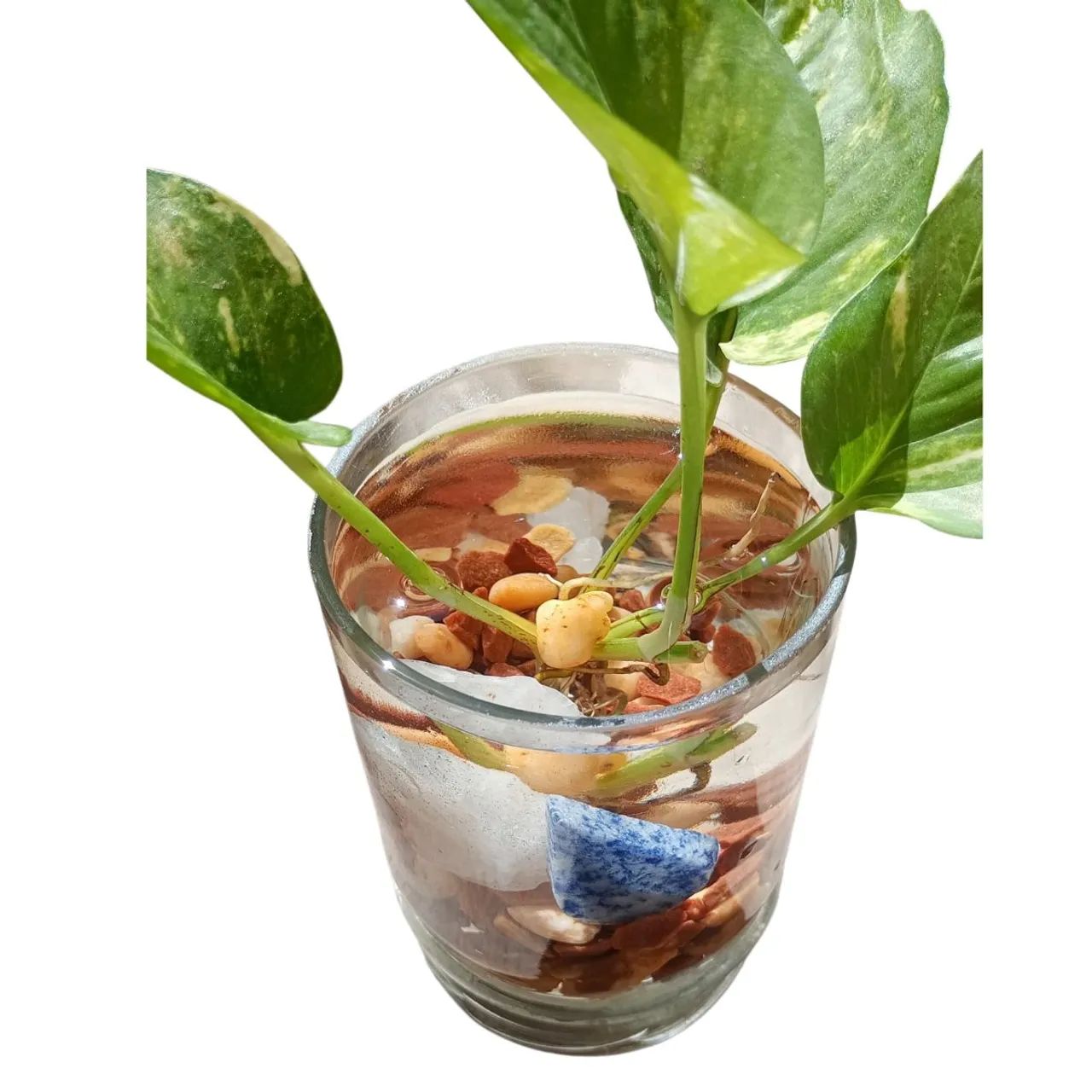 Vaso Decorativo Jiboia & Cristais - Foto 2