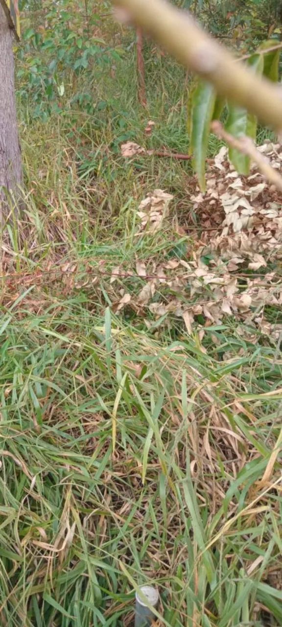 Foto - Curitiba - Bigorrilho