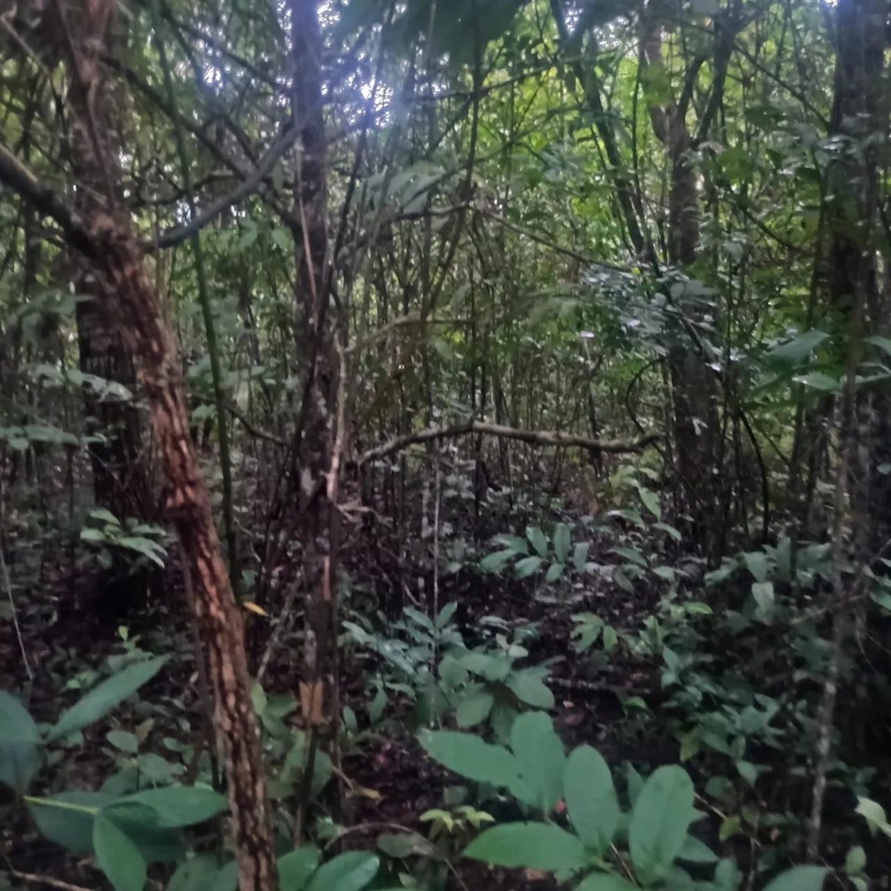 Chácaras a venda e Aragoiania .