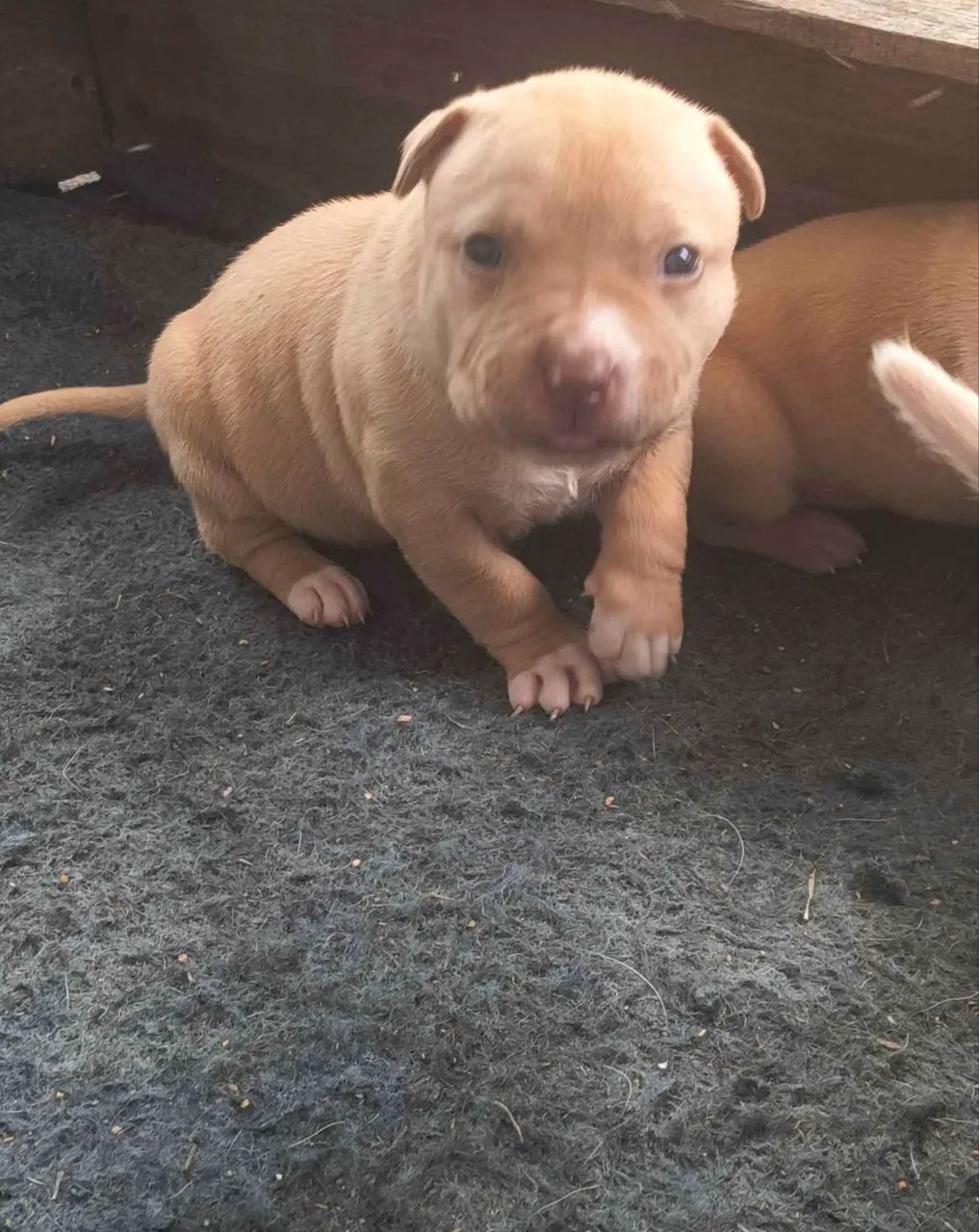 Doação de american bully  - Foto 2